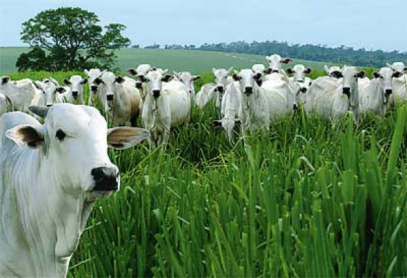 Pecuária de corte tem melhor cenário do agronegócio, diz especialista Outro aspecto destacado pelo especialista é quanto a abertura de novos mercados / Foto: Divulgação