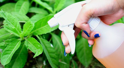 Inseticida natural para o seu jardim