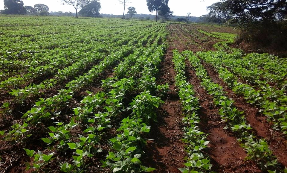 MS é 2º estado do País com maior população de indígenas. Dentro deste contexto, o governador vem desempenhando um papel inédito no segmento da agricultura familiar desde a implantação do Proacin.