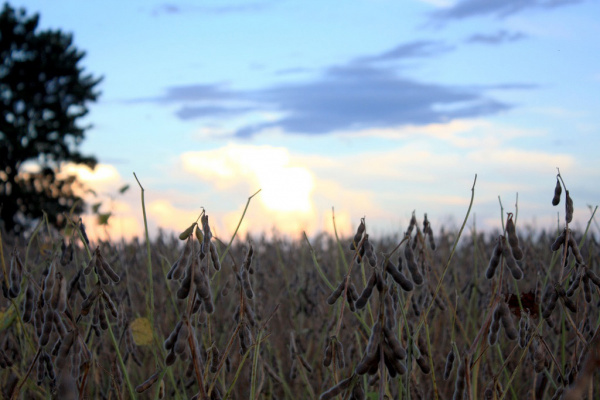 Estudo aponta produtividade da soja em 13 municípios de MS