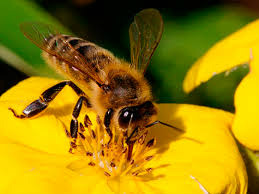 Pesticidas que matam abelhas também afetam aves, alerta estudo