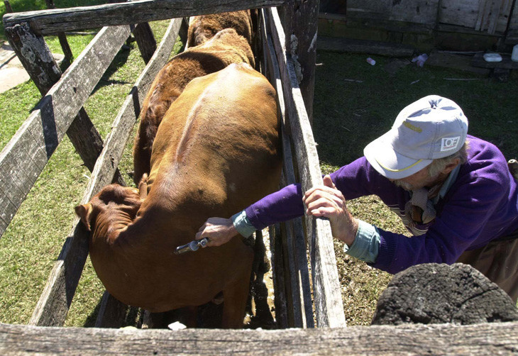 Oito Estados assinam termo para garantir ampliação da área livre de febre aftosa