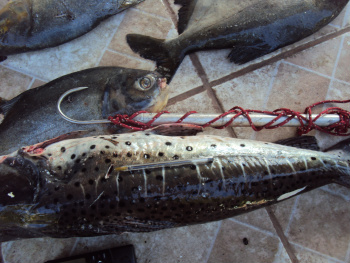 Pescados abaixo dos tamanhos mínímos permitidos.