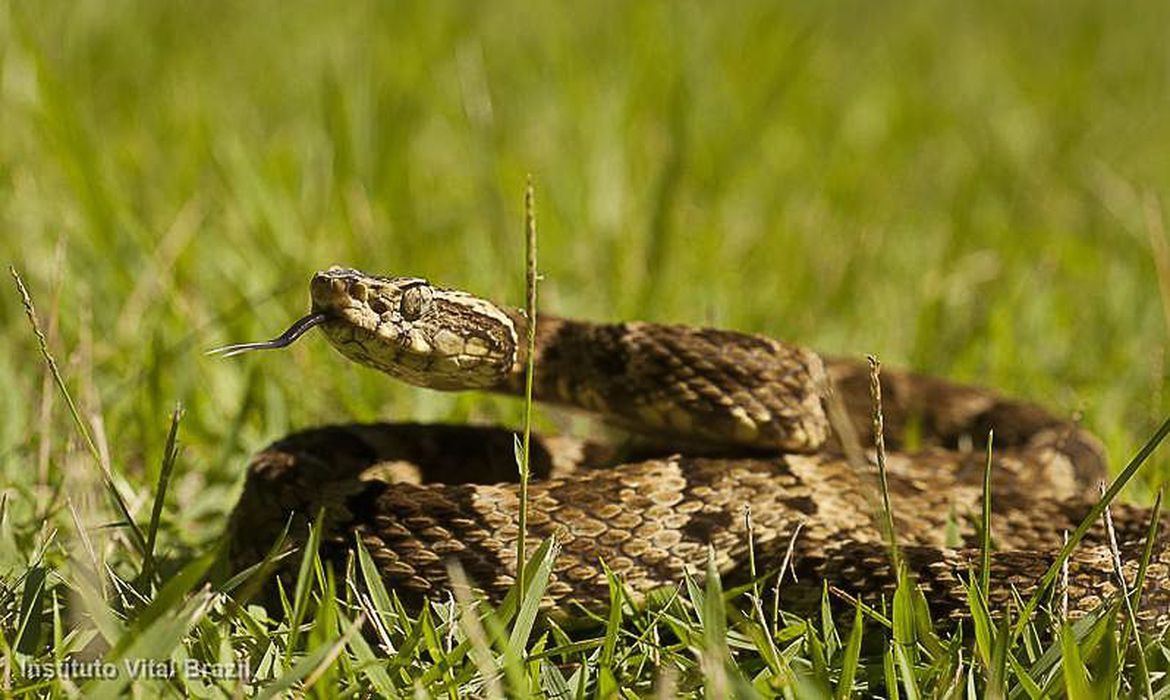 © Instituto Vital Brasil/Direitos reservados