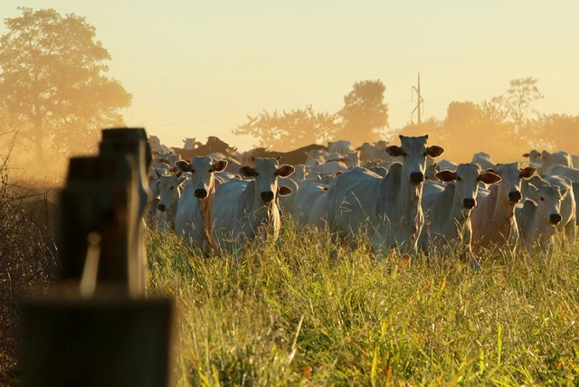 Produção de carne bovina em MS ultrapassa 800 mil toneladas Foto: Divulgação