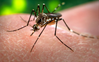 Senado quer saber por que verba contra a dengue não foi usada Senado quer saber por que verba contra a dengue não foi usada
