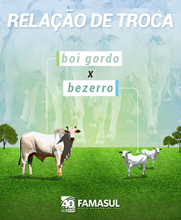 Produção de carne bovina em MS ultrapassa 800 mil toneladas Produção de carne bovina em MS ultrapassa 800 mil toneladas