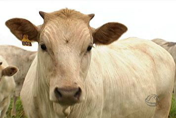 Agronegócio é responsável por 80% das exportações de produtos em MS