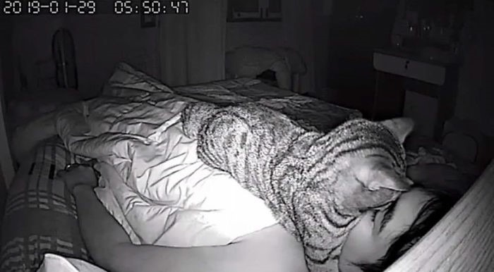 Homem vigia o próprio gato com câmera de segurança e resultado é hilário Homem vigia o próprio gato com câmera de segurança e resultado é hilário