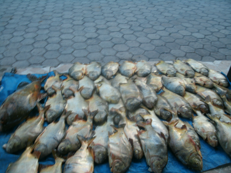 PMA prende pescador com 403 kg de pescado capturados com redes