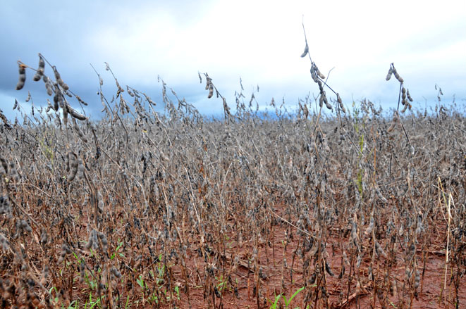 BB anuncia que vai renegociar dívidas dos agricultores de MS