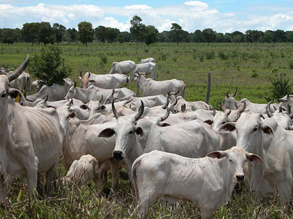 Articulação entre governo e BB garante retomada de linha de financiamento para remoção de bovinos no Pantanal
