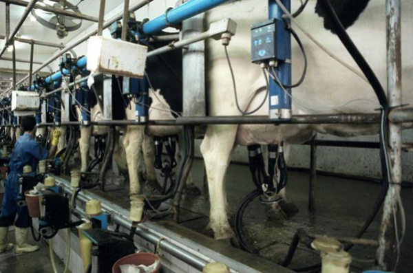 Boa qualidade do leite beneficia produtores e consumidores