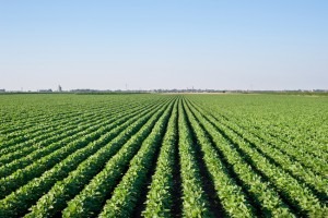 Por José Luiz Tejon Megido, Conselheiro Fiscal do Conselho Científico Agro Sustentável (CCAS) e Dirige o Núcleo de Agronegócio da ESPM.