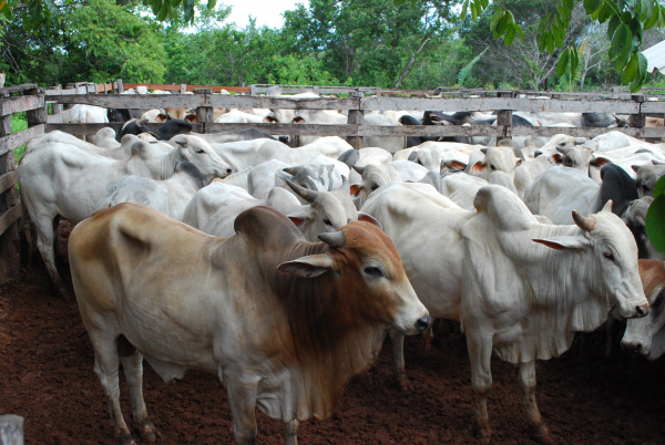 Pecuaristas de MS iniciam imunização contra febre aftosa na Zona de Fronteira