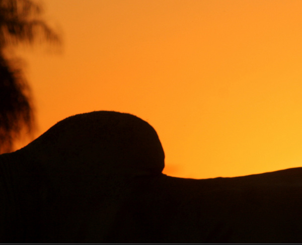 Agronegócio é responsável por 80% das exportações de produtos em MS