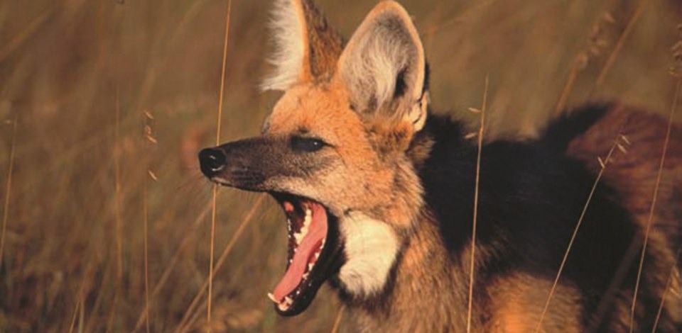 Pelo menos 3.286 espécies estão ameaçadas no País - Foto: Reprodução/MMA