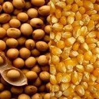Safras cita clima e eleva previsões para soja e safrinha de milho do Brasil