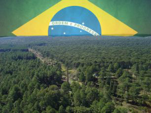 Novo Código Florestal terá regras que beneficiem agricultores familiares Novo Código Florestal terá regras que beneficiem agricultores familiares
