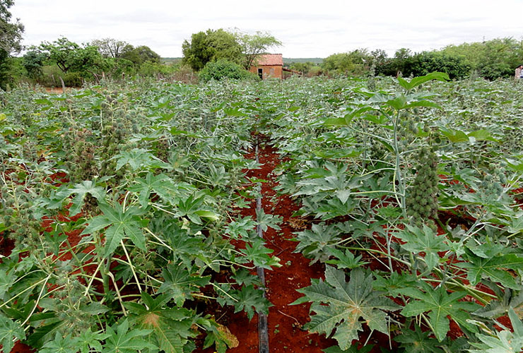  A mamona pode ser utilizada na produção de biodiesel ou ainda na indústria de tintas e comércios