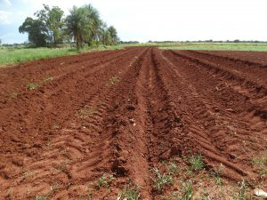 Área pronta para o plantio da batata-doceFoto: Divulgação