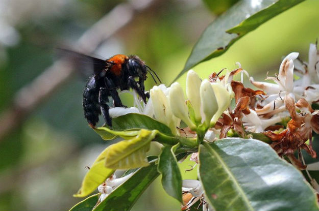 Insetos polinizadores ajudam a garantir segurança alimentar
