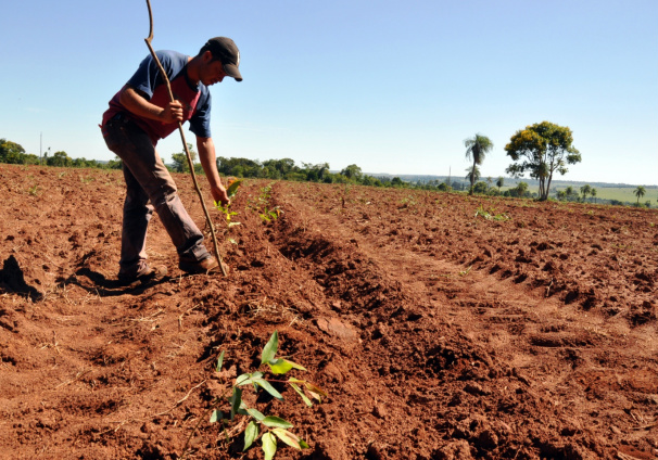 Inicia em Amambai projeto para produção de eucalipto