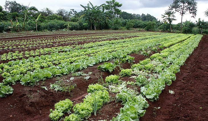 Governo de MS fortalece ações de incentivo à produção de alimentos Foto: Edemir Rodrigues