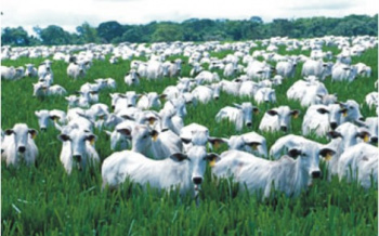 Boi/Cepea: Preços de bezerro, arroba e carne seguem firmes