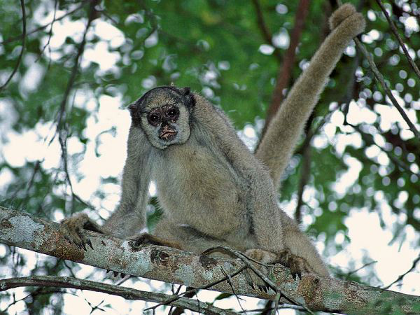 Macaco Muriqui-do-Norte