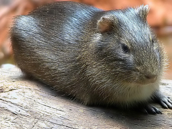 Preá Cavia