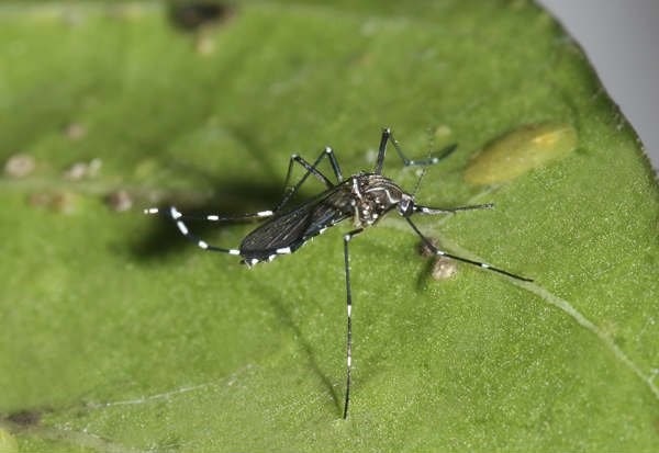 Espanha registra caso de dengue transmitida sexualmente Espanha registra caso de dengue transmitida sexualmente