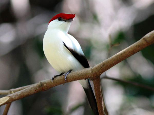 Soldadinho-do-Araripe