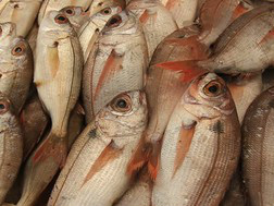 Cresce consumo de pescado entre brasileiros