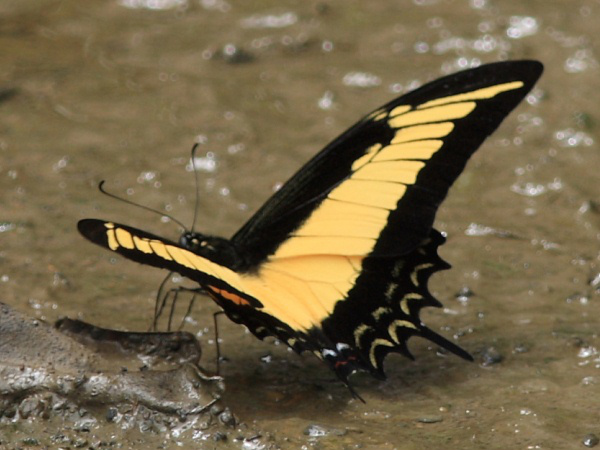 Borboleta Parides Burchellanus