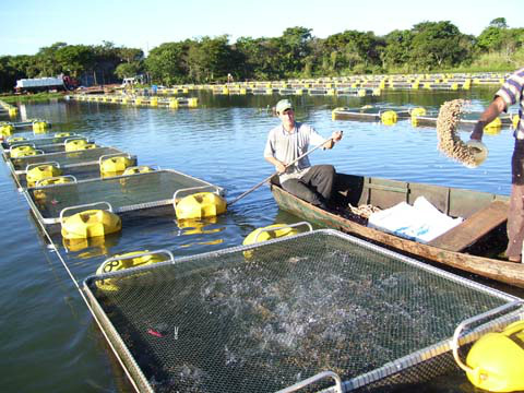 Confira dicas sobre boas práticas de manejo para a aquicultura Foto: Divulgação
