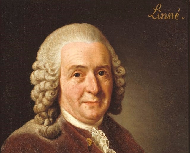 Sabia que o nome dos lêmures foi inspirado em espectros da Roma Antiga? Carolus LinnaeusFoto: Divulgação