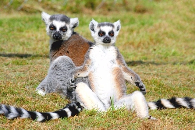 Sabia que o nome dos lêmures foi inspirado em espectros da Roma Antiga? Lemur cattaFoto: Divulgação