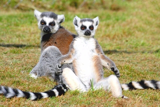 Lemur cattaFoto: Divulgação 