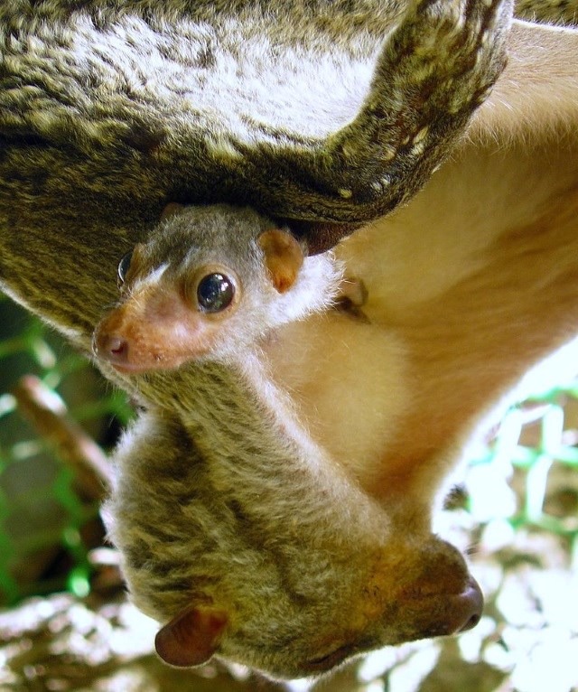 Sabia que o nome dos lêmures foi inspirado em espectros da Roma Antiga? Cynocephalus volans, antigo Lemur volansFoto: Divulgação