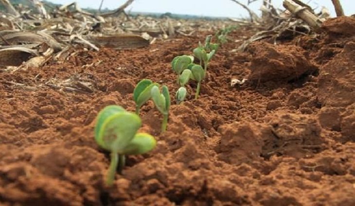 Agricultores de MS tem até 31 de dezembro para terminar plantio Foto: Arquivo