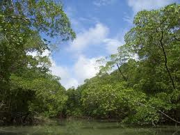 Prorrogado prazo para regularização da reserva legal Prorrogado prazo para regularização da reserva legal