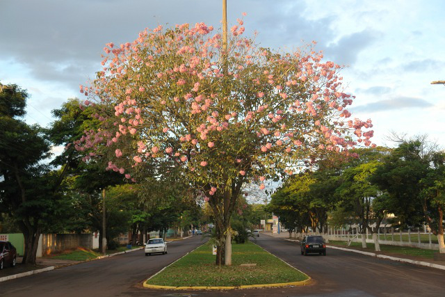 Flores encantam em Amambai.