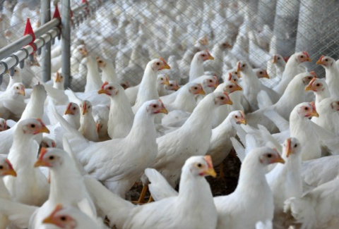 China proíbe comercialização de aves vivas para conter gripe aviária A comercialização de aves vivas no leste da China foi proibida em razão do aumento do número de casos de contaminação pelo vírus da gripe aviária