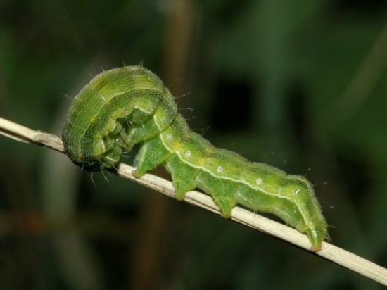 Não são apenas as lagartas como a Helicoverpa e falsa medideira que causam transtornos ao sojicultor