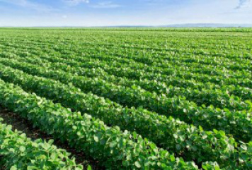 Plantio de soja 2016/17 atinge 95% da área total no Brasil e produção é revisada Foto: Divulgação