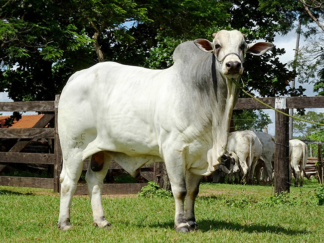Cooperativa americana seleciona animal de MS para replicar genética