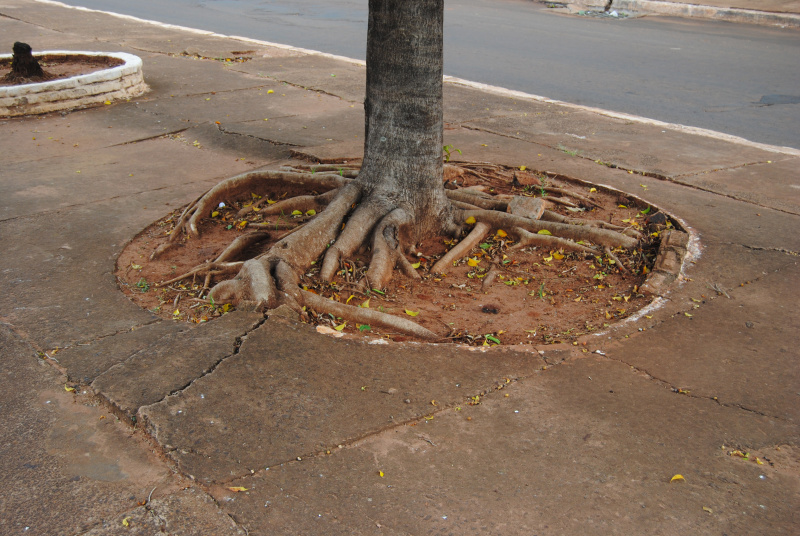 As raízes desta árvore destroem as calçadas e galerias fluviais. 