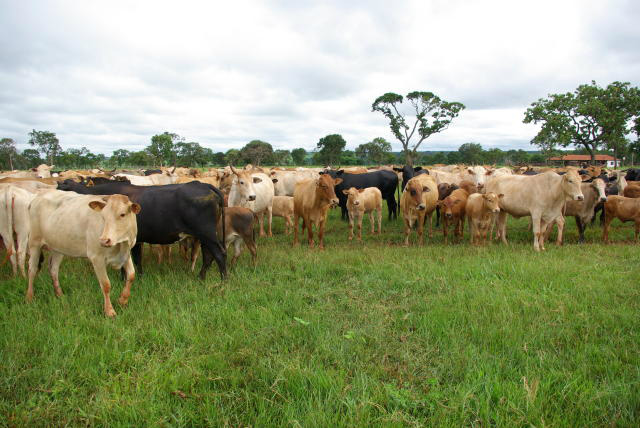 Estudo analisa impactos da agropecuária sobre o Pantanal Foto: Divulgação