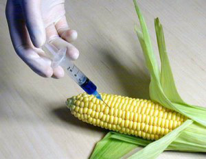 20 anos de transgênicos: há o que comemorar? Vinte anos após a aprovação do primeiro alimento geneticamente modificado do mundo – um tomate com maior durabilidade criado na Califórnia -, o mercado de transgênicos atinge a maturidade com números expressivos, ainda que cercado de polêmicas